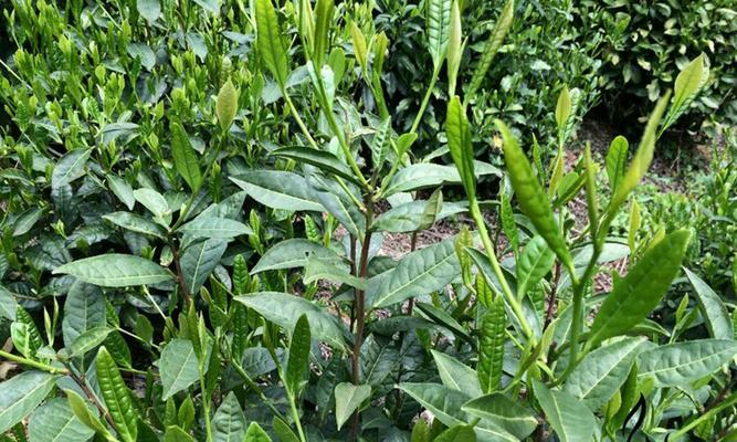 揭秘黄山野茶的茶种、药食双重价值与传统煮法（揭秘黄山野茶的茶种、药食双重价值与传统煮法）