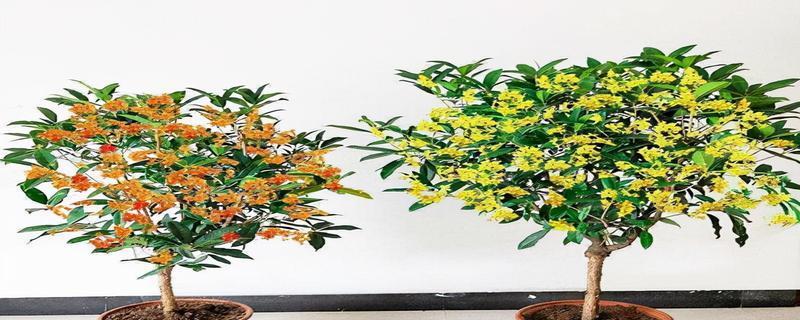 家里种桂花树，旺财旺运（风水福利，让家更美好）