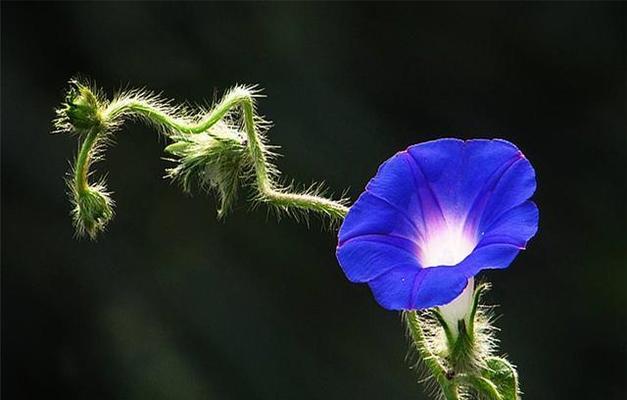 牵牛花开花时间解析（牵牛花开花的奥秘与花期长短）