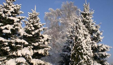 雪松的花期是什么时候？（揭秘雪松的花期特点和栽培技巧）