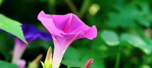 揭秘牵牛花的色彩世界（从红色到白色，牵牛花花色缤纷多彩）