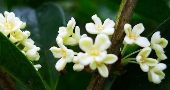 九里香的花期（探究九里香的盛放时间及特点）