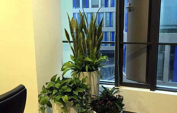 进门处如何选择适合的植物（打造理想家居空间，让植物成为生活的一部分）