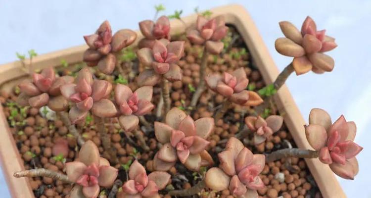 打造美丽多肉盆栽——多肉姬胧月养护全攻略（多肉姬胧月养护技巧，让你的盆栽更美观耐看）