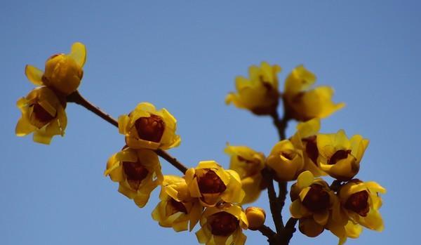 腊梅——寒冬中的花香（一种冬季开花的灌木植物）