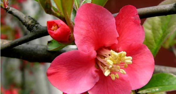海棠花的花语（探究海棠花所代表的意义）