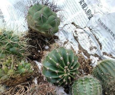 仙人球的修根与换盆技巧（学会这些方法，让你的仙人球更健康茂盛）