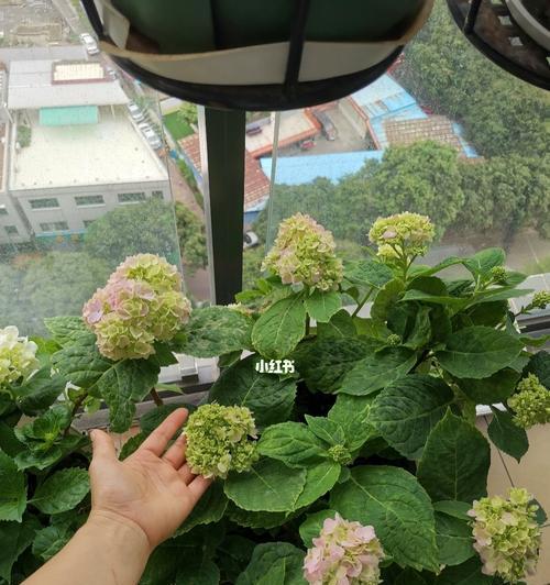 如何处理绣球的休眠期（掌握绣球休眠期的知识及处理技巧）