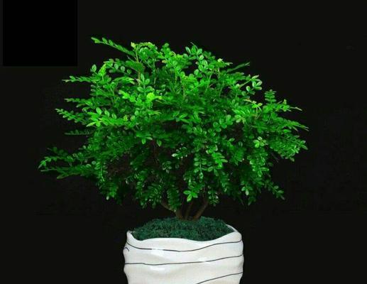 如何科学浇水清香木？（掌握清香木浇水技巧，让花草更茂盛）