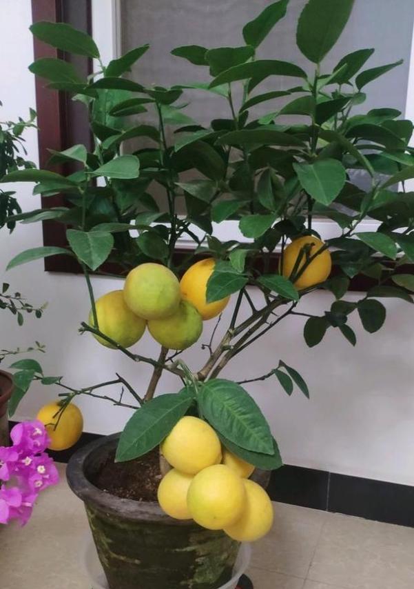 家里种柠檬树的好处（自家种植柠檬树，让生活更美好）