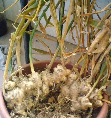 生姜发芽出苗期及温度控制（生姜发芽的关键温度及发芽时间、温度调控对生姜发芽的影响）