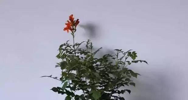 凌霄扦插繁殖技巧剖析（如何利用扦插技术繁殖健康的凌霄植株）