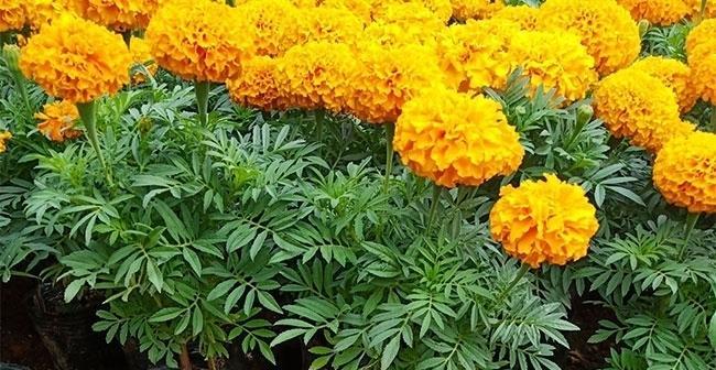 家里养万寿菊，招财进宝（风水大师亲证，种上它，财源滚滚来！）