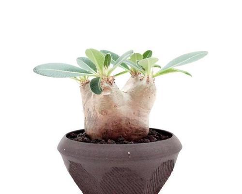 块茎花卉的魅力（从生长习性到栽培技巧，全面了解块茎花卉）