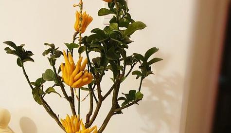 佛手花的养殖方法（如何让你的佛手花茁壮成长？）