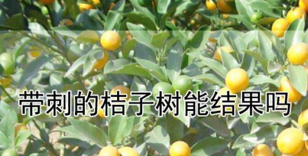 如何正确修剪桔子树（详解桔子树的修剪方法，让你的果树更健康）