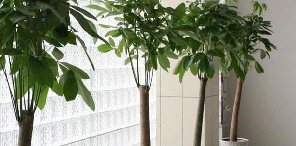 店门口放植物如何招财？（探究门口植物的招财秘密）