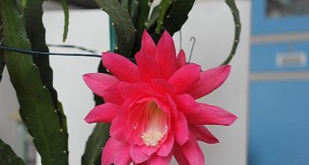 令箭荷花的养殖方法与注意事项（从选址到施肥，这些都需要注意）