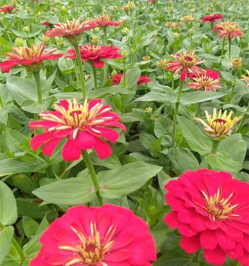 百日菊的开花时间（探秘百日菊开花的奥秘）