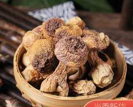 松茸菌的神奇功效与美食方法（蕴含丰富营养的松茸，让您吃出健康与美味）