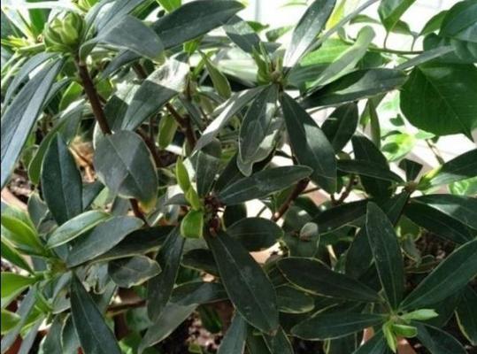 瑞香花叶子易掉落（探究瑞香花掉落的原因及其对植物健康的影响）
