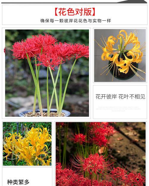 品味生命之美——探寻彼岸花之美（一盆彼岸花开出的生命之美）