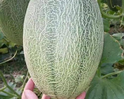 广西哈密瓜种植的可行性分析（以广西气候环境为例，探究哈密瓜种植的优势与局限）