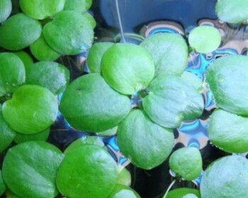 如何养护水芙蓉（打造美丽的水景花园）