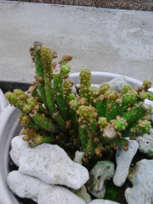 姬珊瑚开花多的养殖技巧（从土壤到肥料，全方位解析姬珊瑚的养殖方法）