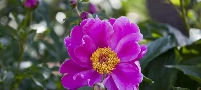 芍药的冬季养护管理方法（让芍药安然过冬，春天更美丽）