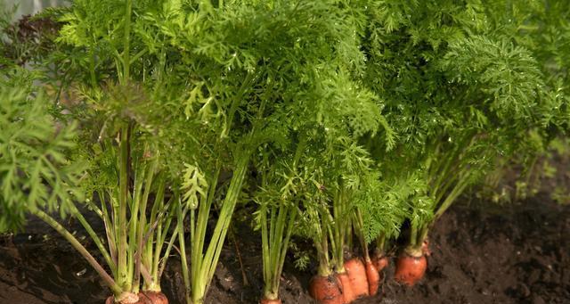 胡萝卜的种植与管理（从选种到收获，打造健康无毒蔬菜）