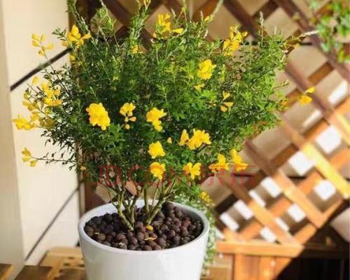 黄金万两花的养殖方法（从种植到开花全攻略，教你打造美丽花园）