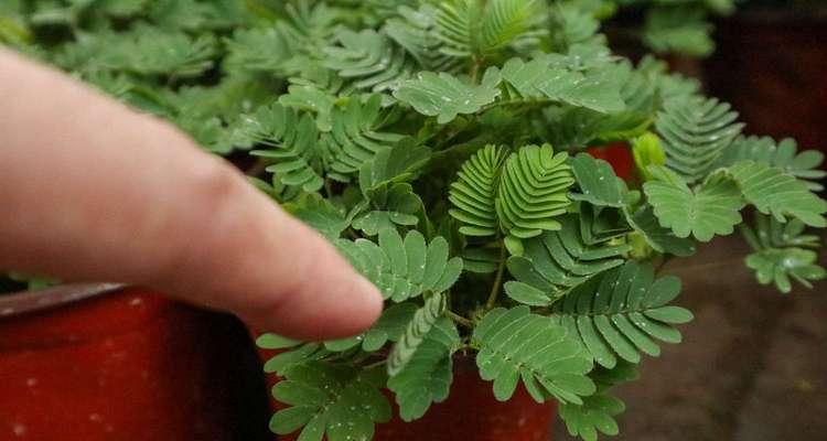 含羞草开花预示着什么？——揭秘含羞草开花的含义和奥秘