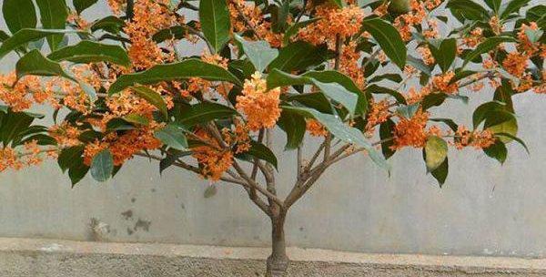 探究桂花树的喜阳情况（桂花树对阳光的需求量和如何晒太阳）
