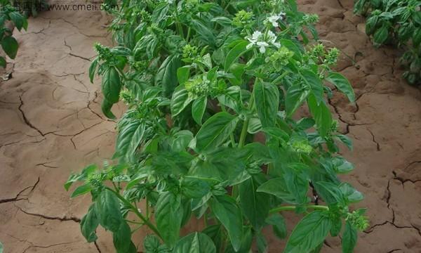罗勒的种植与管理（从播种到收获，教你轻松种罗勒）