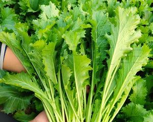 芥菜出苗时间及注意事项（种植芥菜的诀窍和技巧）