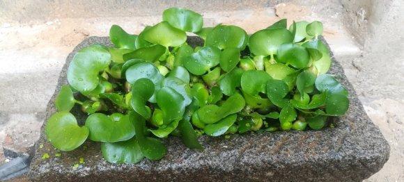 水葫芦的土养方法（让你轻松在家种出水葫芦！）