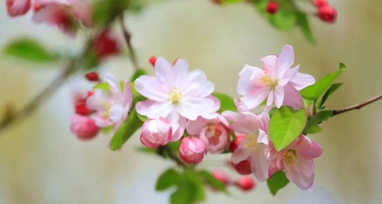 鼓励与勇气——以向日葵为主题的花语（花开向阳处，向日葵的花语让你振奋精神）