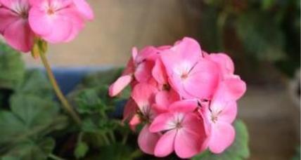 如何正确换盆天竺葵（合适的时间、步骤和技巧）
