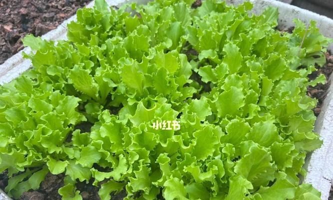 阳台种植生菜的时间和方法（打造居家绿色餐桌，轻松获得健康生活）