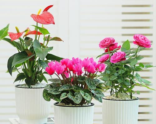 玫瑰花的水培与土培比较（从成长效果、成本、操作难度三个方面比较两种种植方式）