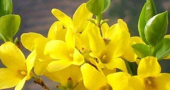 迎春花的冬季栽培养护要点（如何让迎春花安然过冬？）