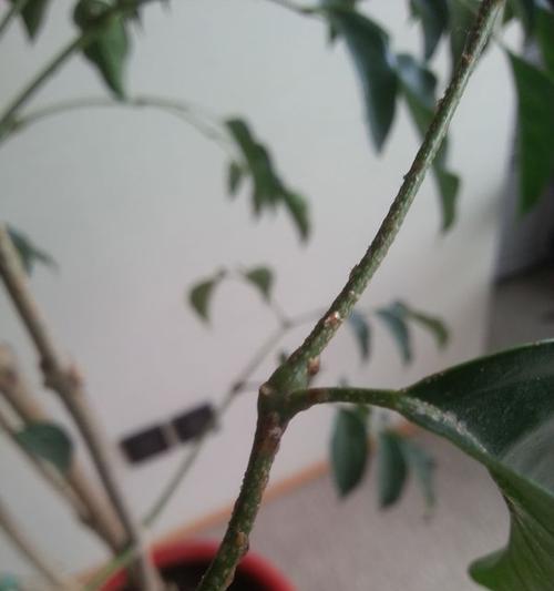幸福树叶子卷边的原因及解决方法（探究幸福树叶子卷边的原因和有效的解决方法）
