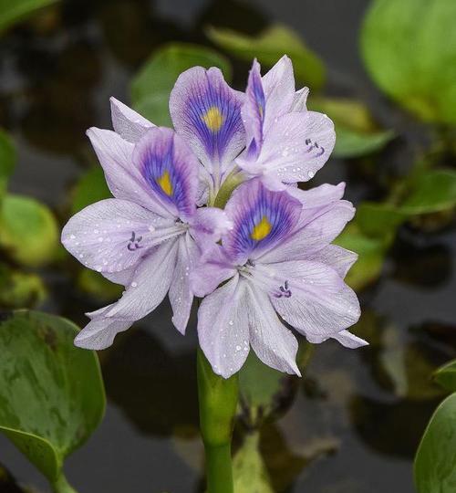家中养水葫芦，旺财旺福（水葫芦的风水作用和养护之道）