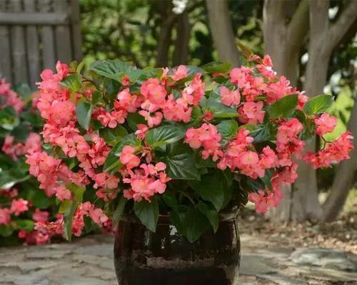 四季海棠花的养护要点（解密四季海棠花的喜阴或喜阳之谜）