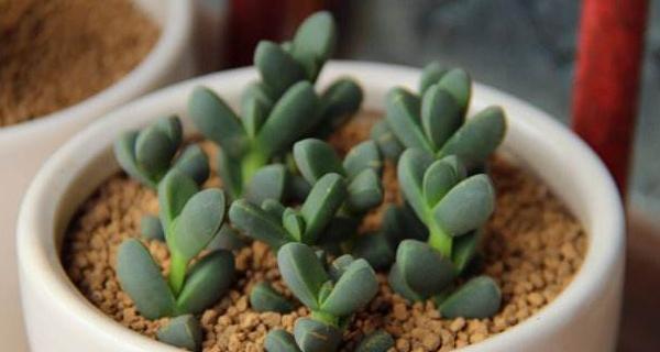 鹿角海棠水培指南（教你如何在家中轻松种植鹿角海棠）