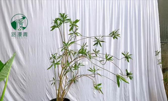 百合竹可以插枝吗？（百合竹繁殖技巧、注意事项及效果分析）