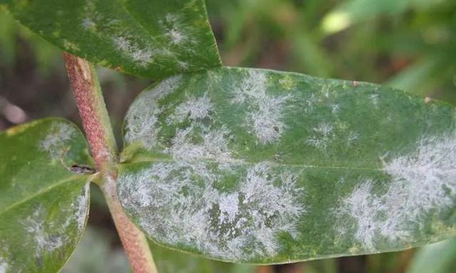 绣球花病虫害防治技术与方法措施（打造健康绣球花园，关注病虫害防治）