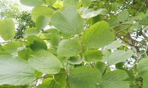 榆树的发芽长叶时间及特点（探究榆树春季生长规律，了解榆树的生态习性与营养需求）
