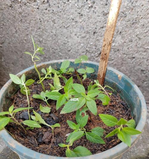 薄荷的扦插繁殖方法详解（轻松掌握家庭种植技巧，健康享受清香生活）